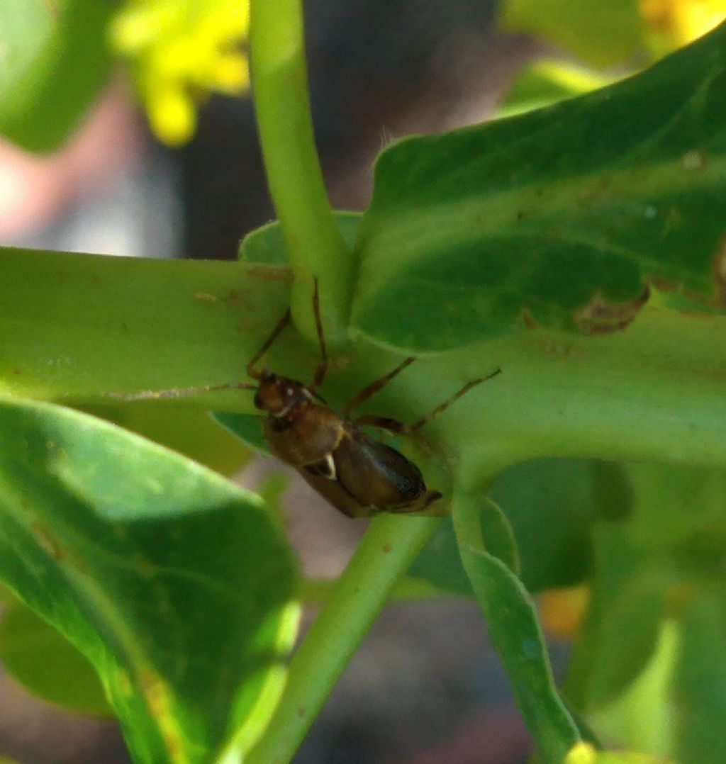 Myridae da identificare