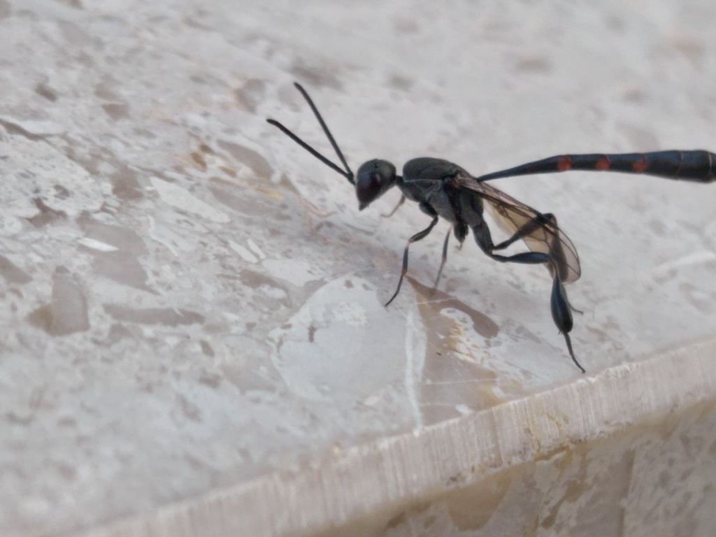 Ichneumonidae: no, femmina di Gasteruption sp. (cf. assectator)