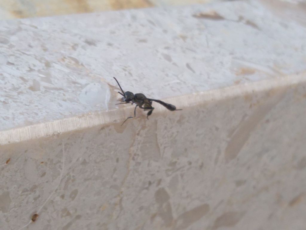 Ichneumonidae: no, femmina di Gasteruption sp. (cf. assectator)