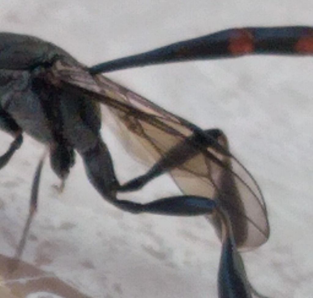 Ichneumonidae: no, femmina di Gasteruption sp. (cf. assectator)