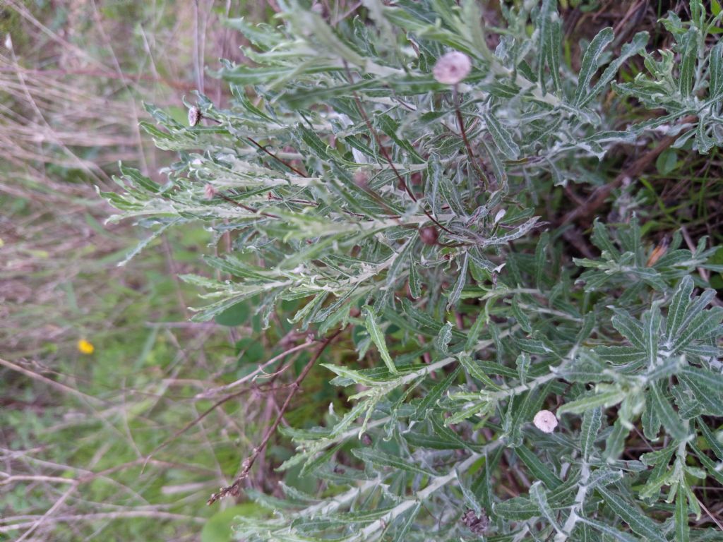 Identificazione, forse Artemisia sp.