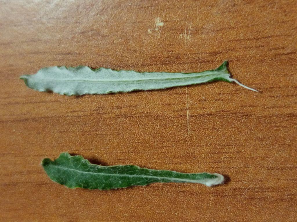 Identificazione, forse Artemisia sp.