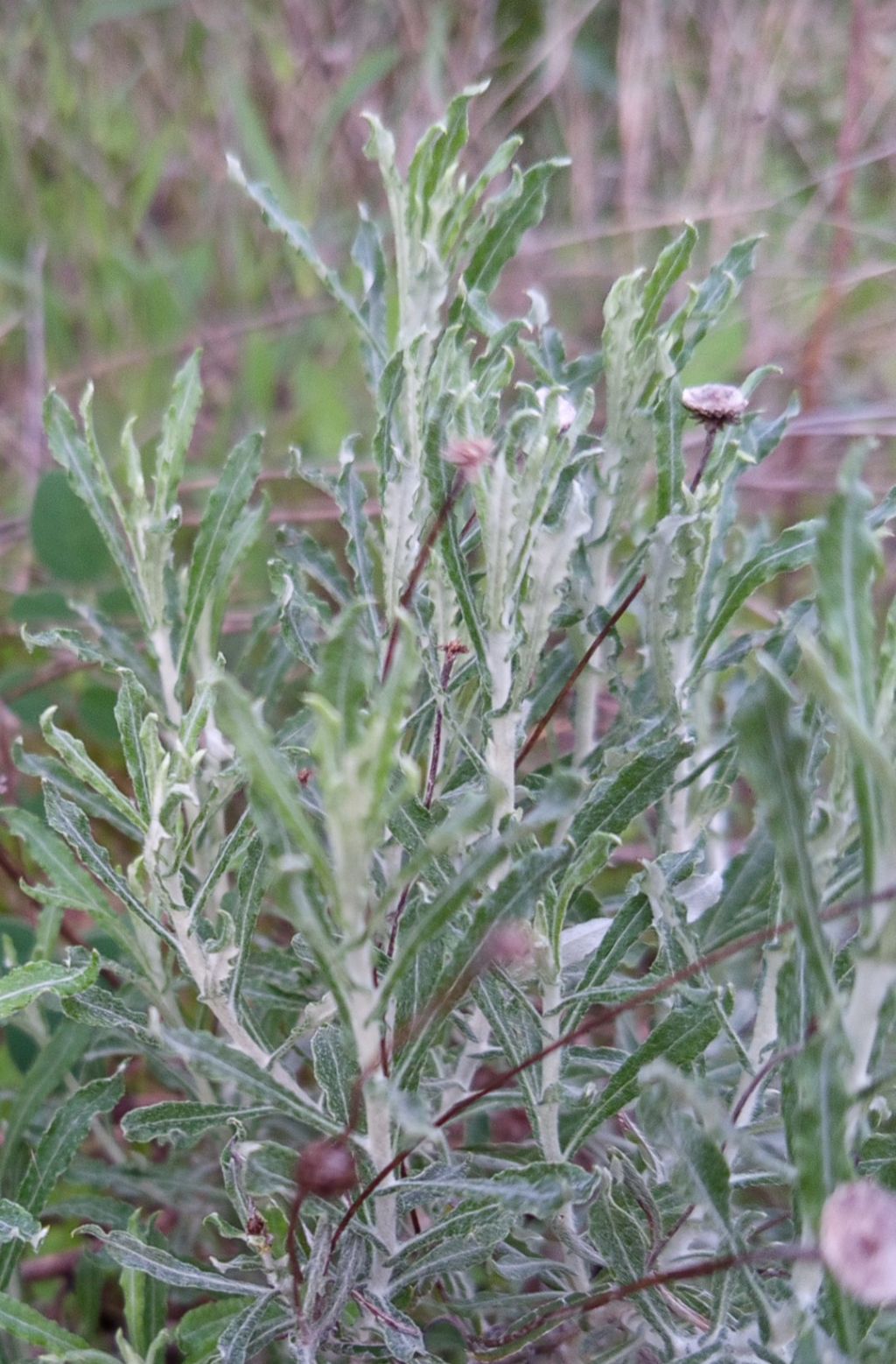 Identificazione, forse Artemisia sp.