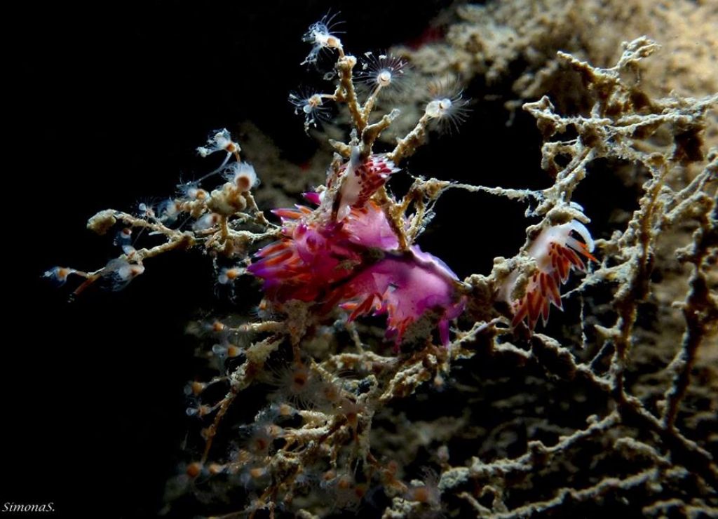 Eudendrium sp.