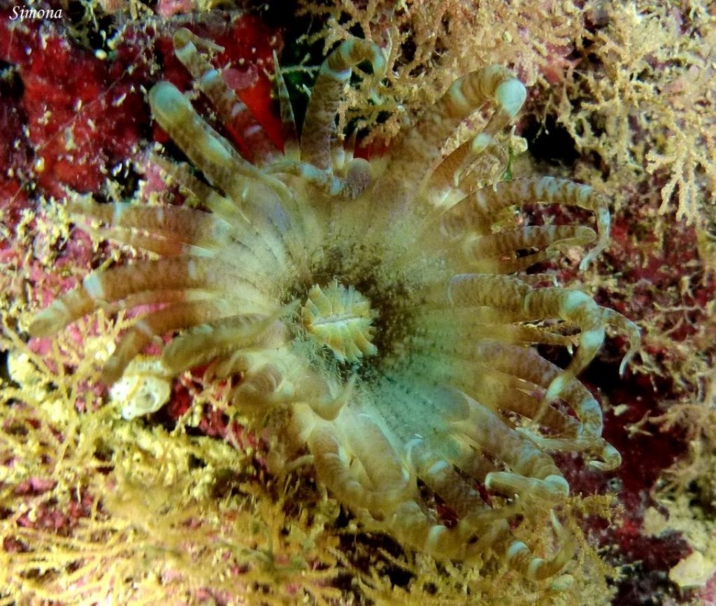 ANEMONE da identificare