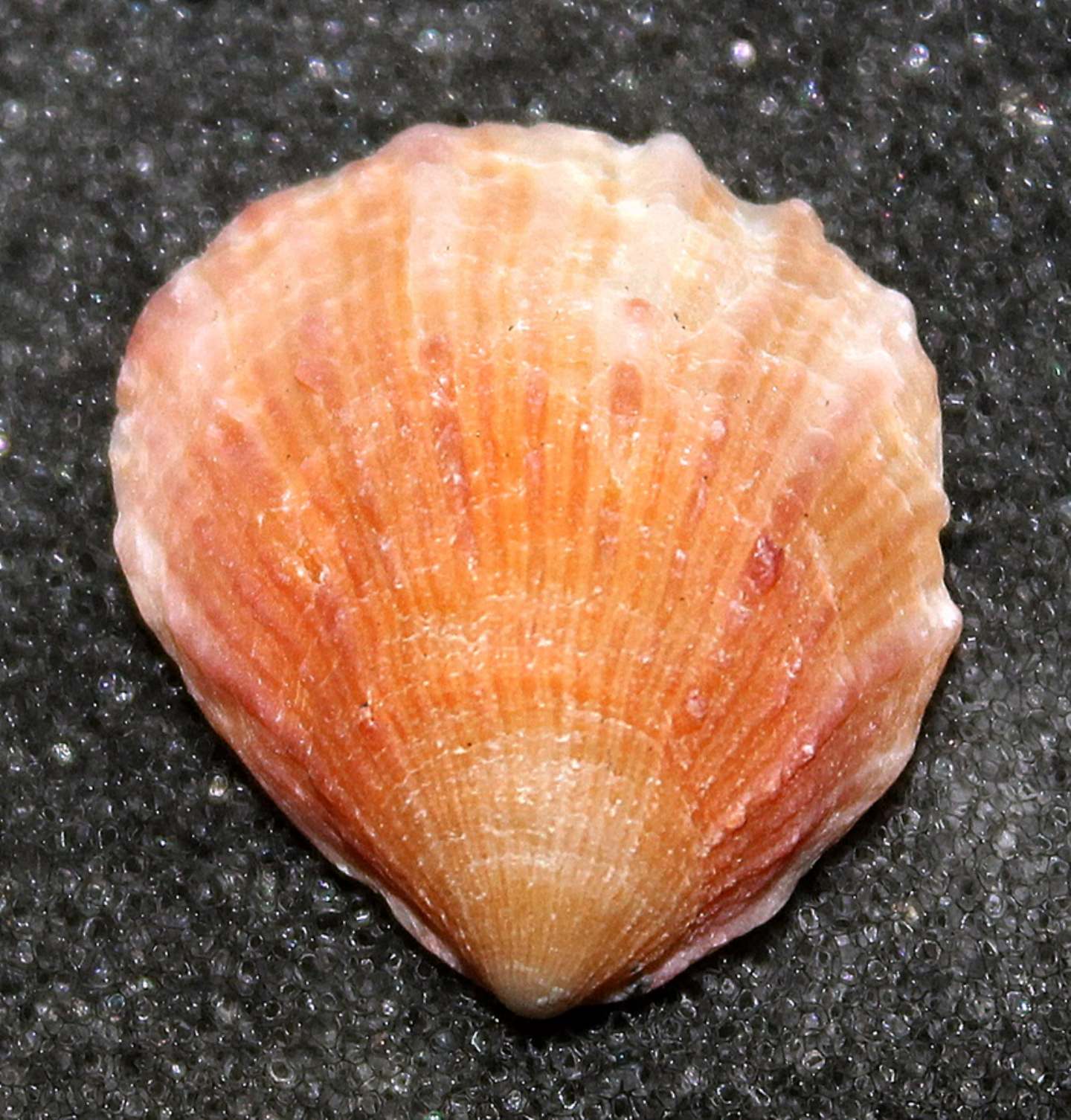 Bivalve non identificato