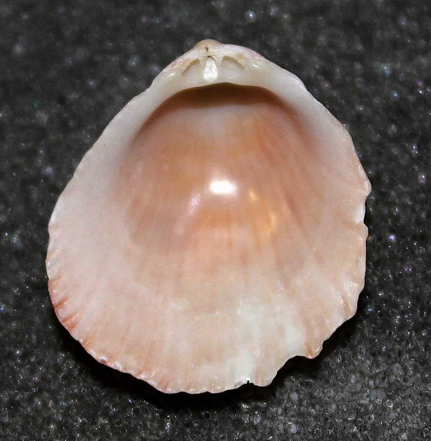 Bivalve non identificato