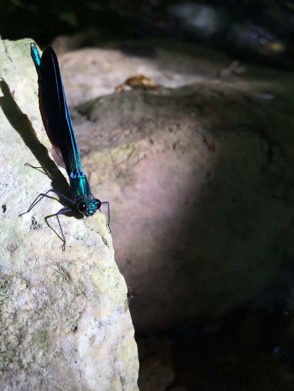 Calopteryx virgo, maschio