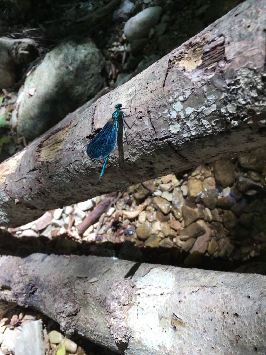 Calopteryx virgo, maschio