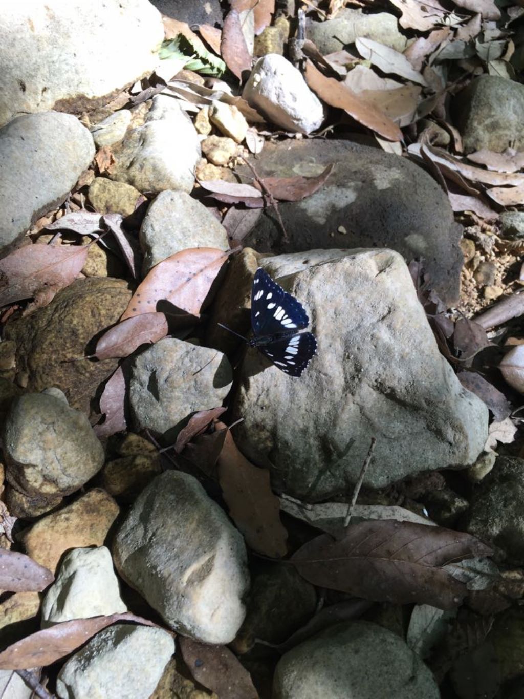 Esemplari da ID - Limenitis reducta e Argynnis paphia maschio