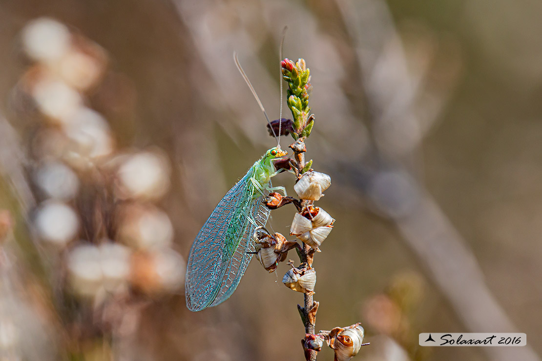 Chrysopidae; Chrysopa (??)