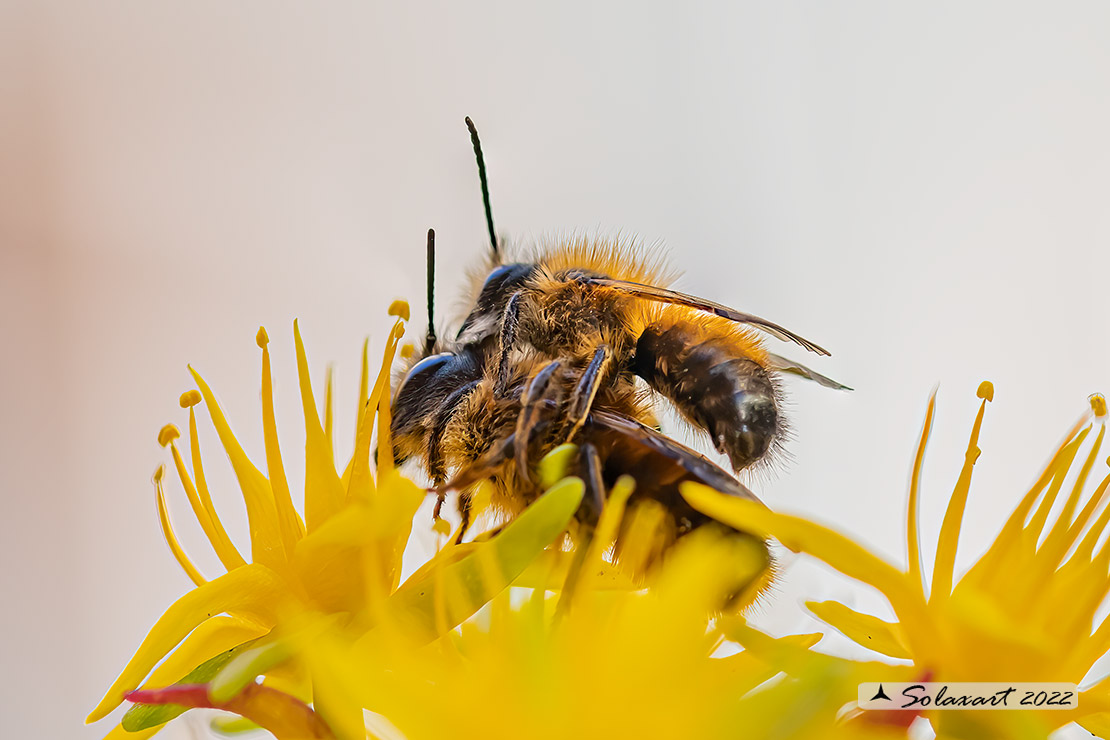 Apidae (???) e comportamento