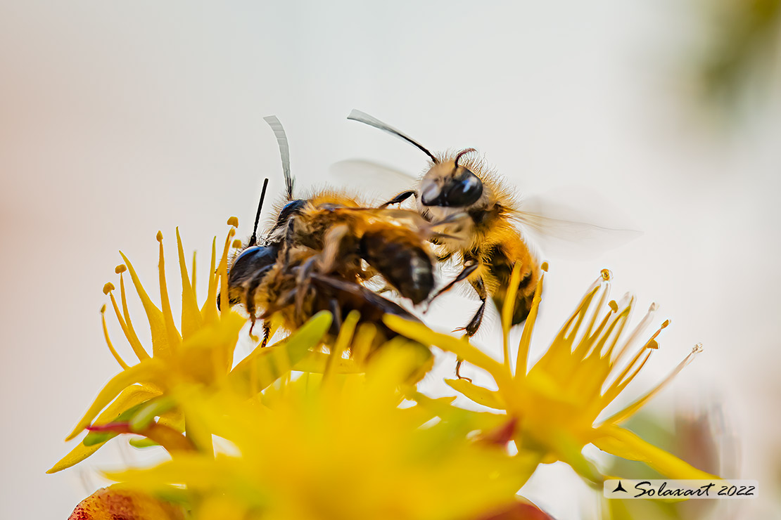 Apidae (???) e comportamento