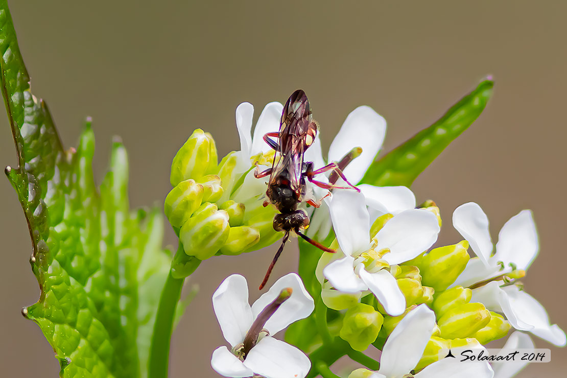 Hymenoptera  Apidae ?  S, Nomada sp.