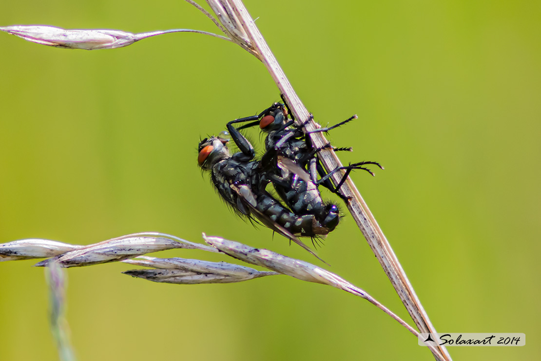 Sarcophagidae  Sarcophaga (??)