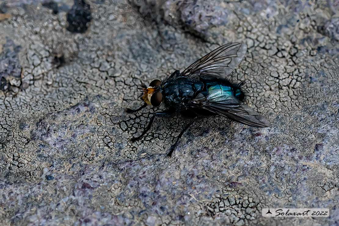 Calliphoridae?  S, Calliphora sp.