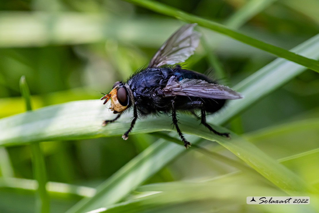 Tachina (grossa) ?   No, cfr. Calliphoridae (Calliphora vicina?)