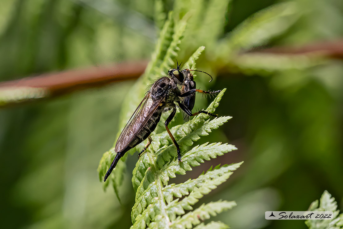 Efferia aestuans ?  No, Asilidae Asilinae sp.  F & M