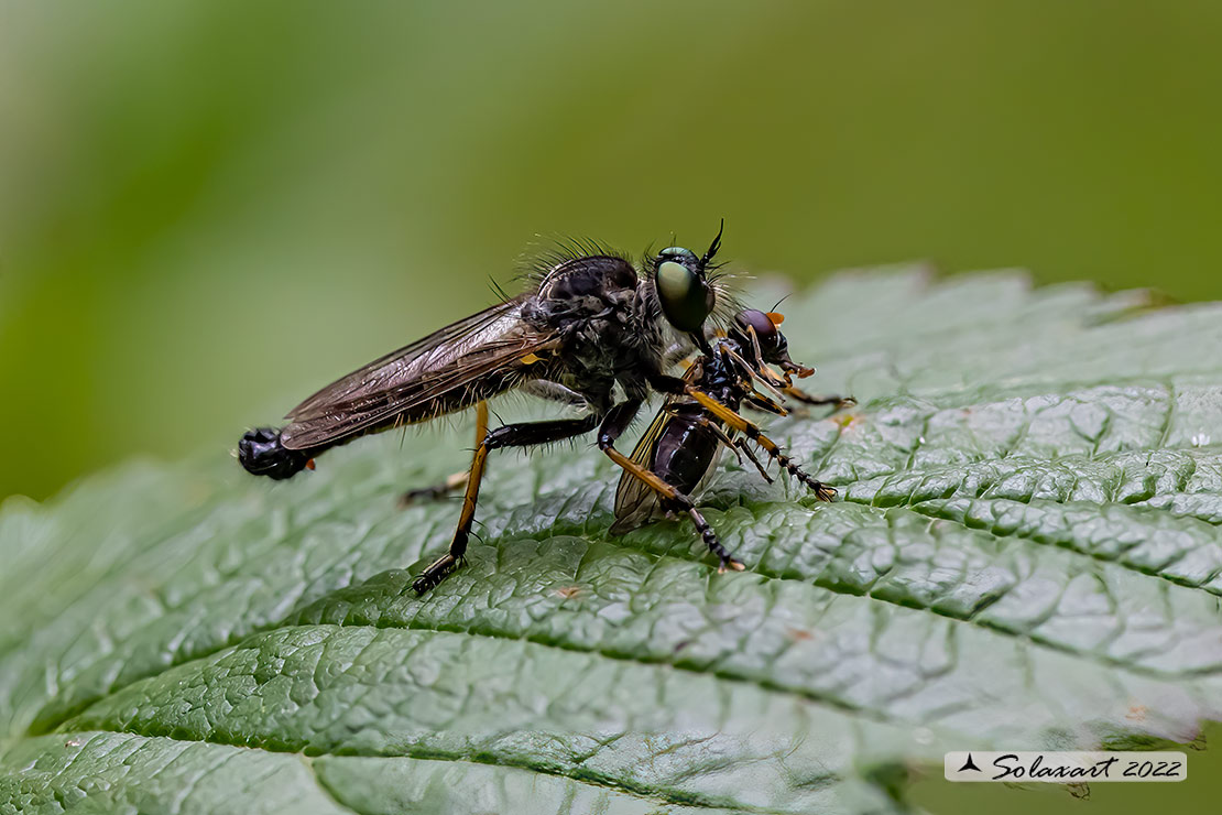 Efferia aestuans ?  No, Asilidae Asilinae sp.  F & M