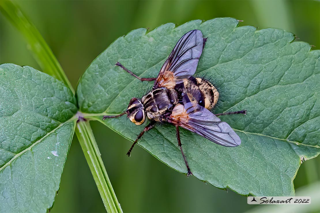 Tachinidae ?  S, Trixa alpina