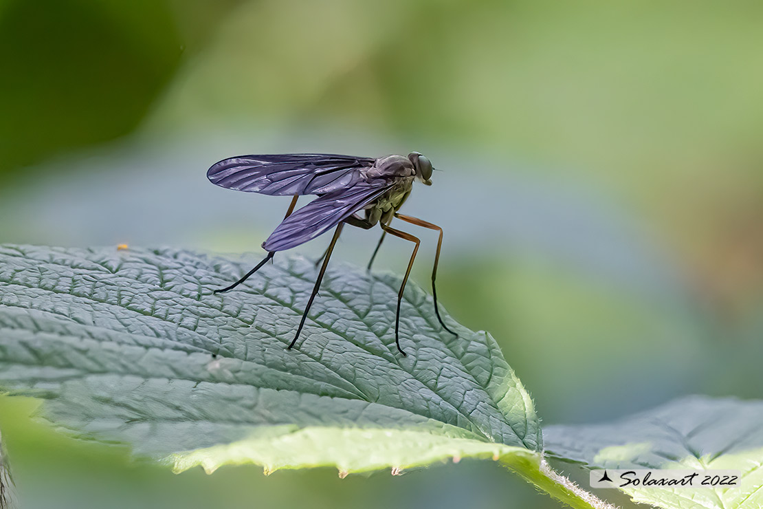 Rhagio rondanii