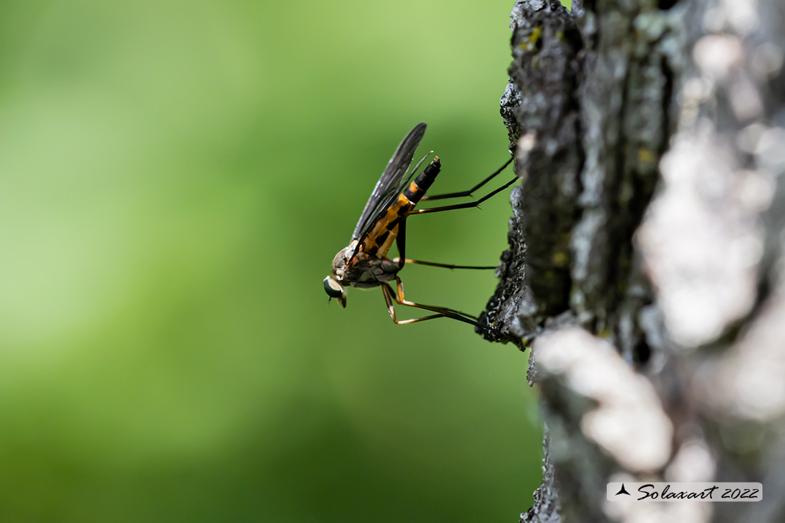 Rhagio rondanii