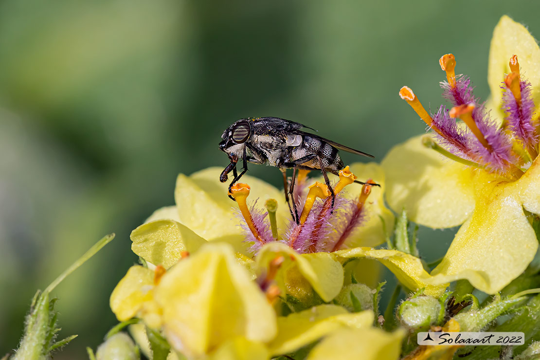 Stomorhina lunata, femmina (Calliphoridae)