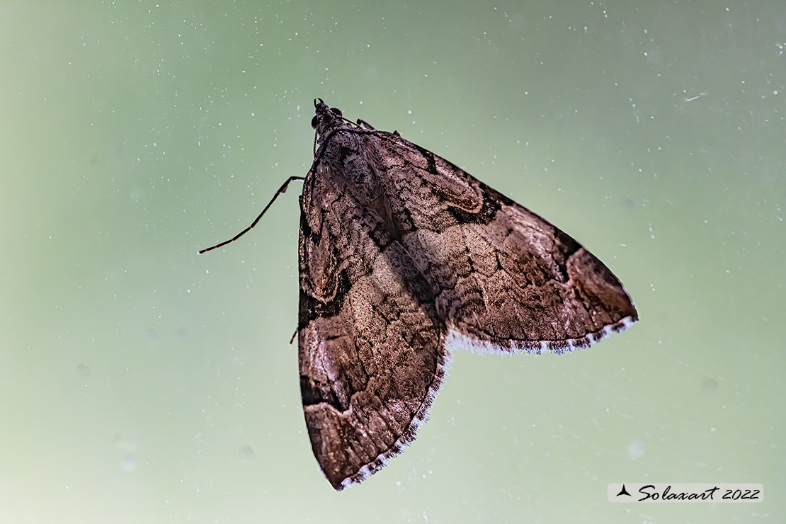 Geometridae: Aplocera praeformata