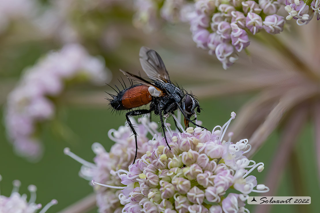 Tachinidae;  Hemyda vittata ? No, Eriothrix rufomaculatus da confermare