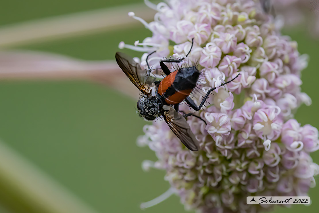 Tachinidae;  Hemyda vittata ? No, Eriothrix rufomaculatus da confermare