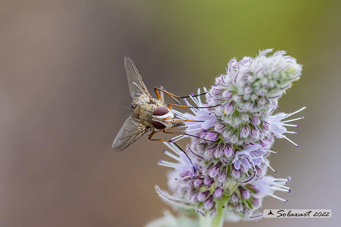 Tachinidae:   Prosena siberita ?   S