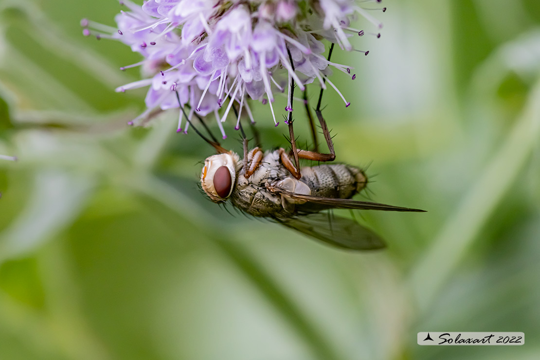 Tachinidae:   Prosena siberita ?   S