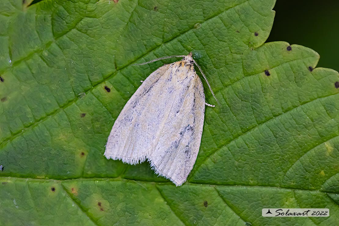 Tortricidae ?  S, Tortricidae sp.