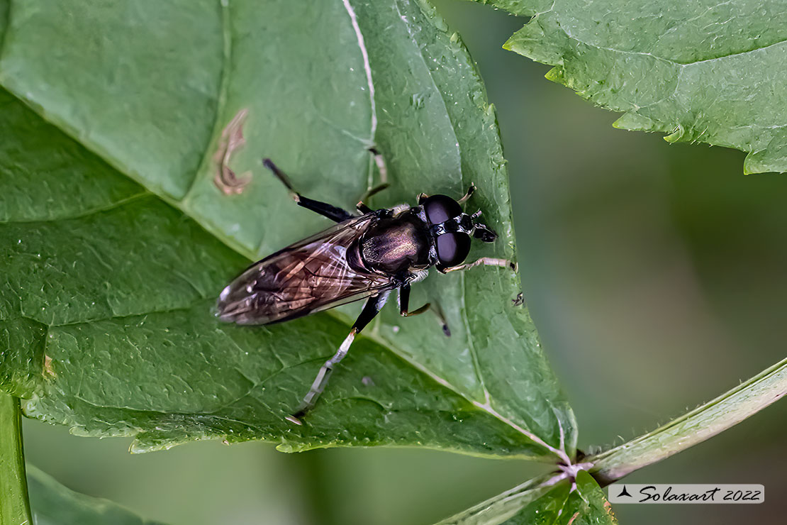 Stratiomyidae?  No, Syrphidae: Xylota segnis, femmina