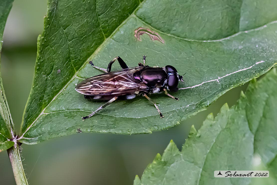 Stratiomyidae?  No, Syrphidae: Xylota segnis, femmina