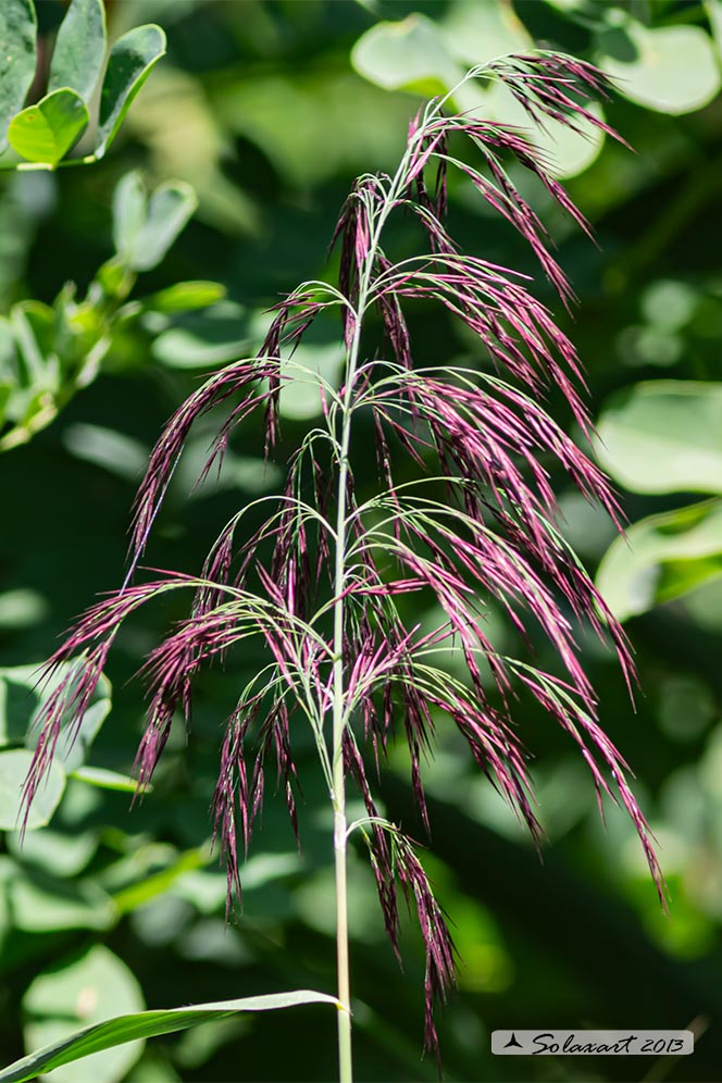 Monocotyledones,  Poales,  Poaceae (???)