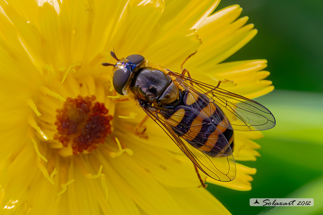 Syrphidae  ...  Didea fasciata (???)