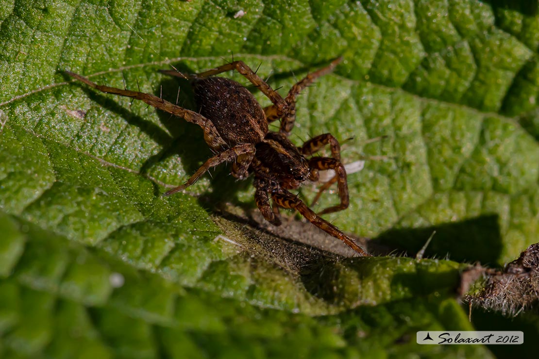 Pardosa (???)