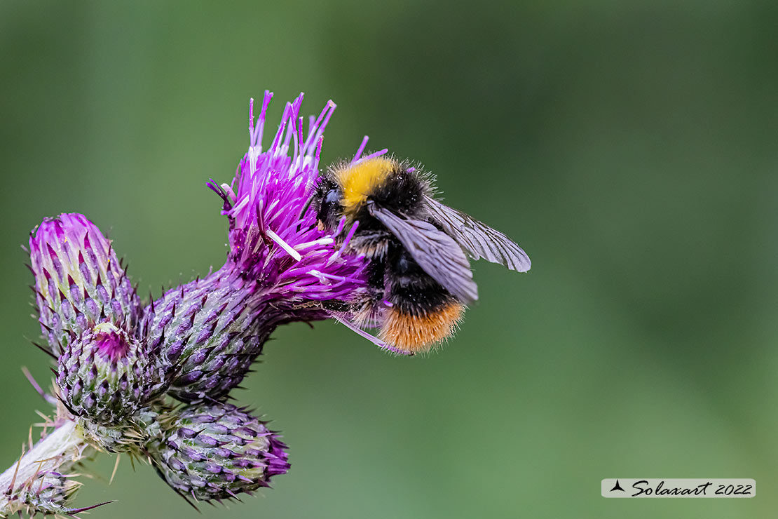 Apidae:  Bombus pratorum  (cf.)