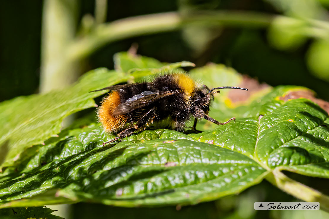 Apidae:  Bombus pratorum  (cf.)