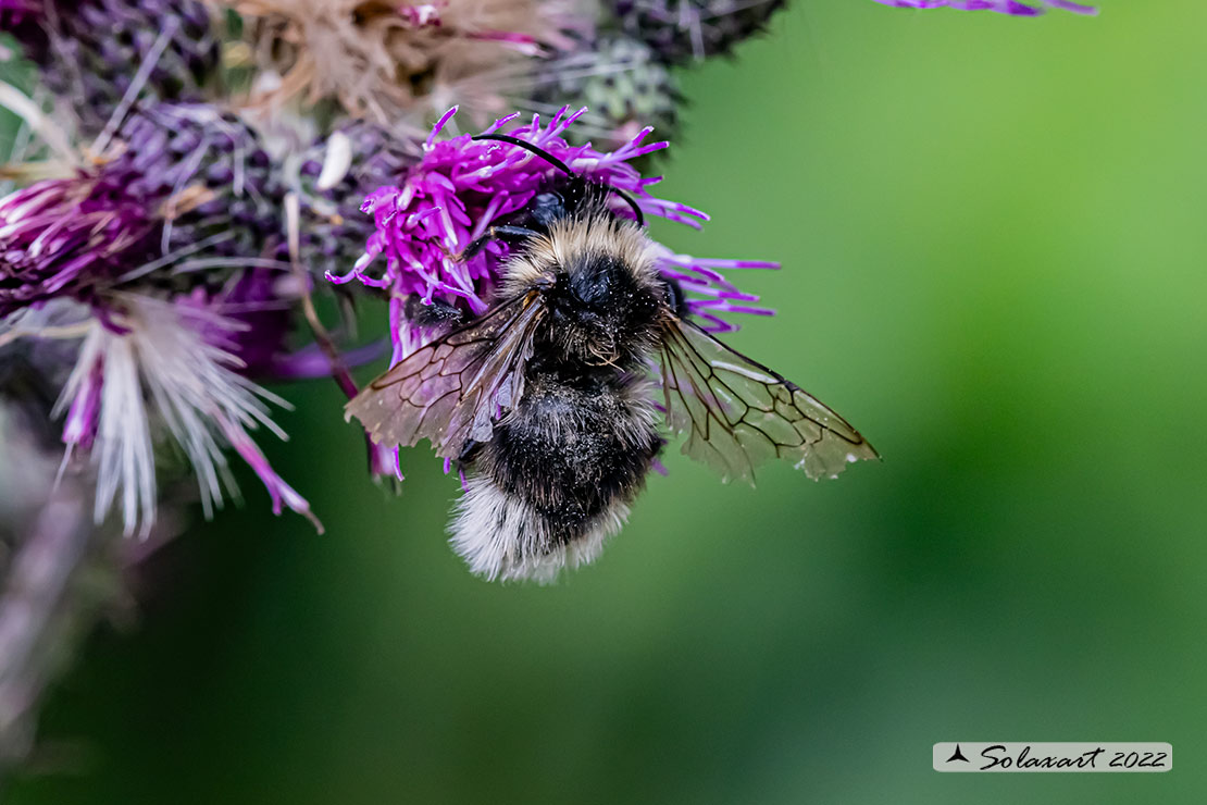 Apidae: Bombus (Psithyrus) sp. (cf.)