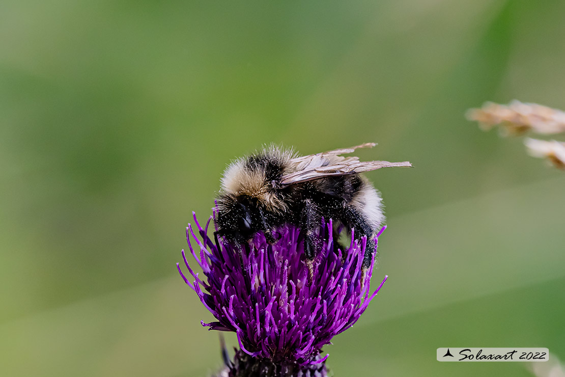 Apidae: Bombus (Psithyrus) sp. (cf.)