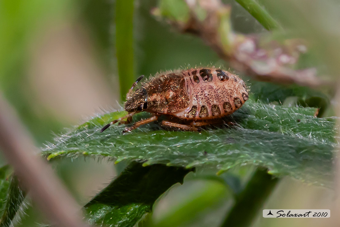 Dolycoris baccarum  (nymph 1 stadio)  (??? )