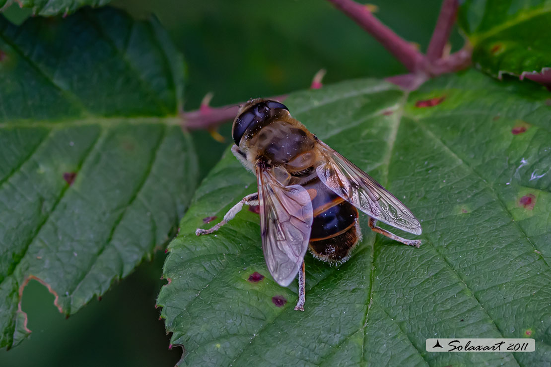 Eristalis (???)