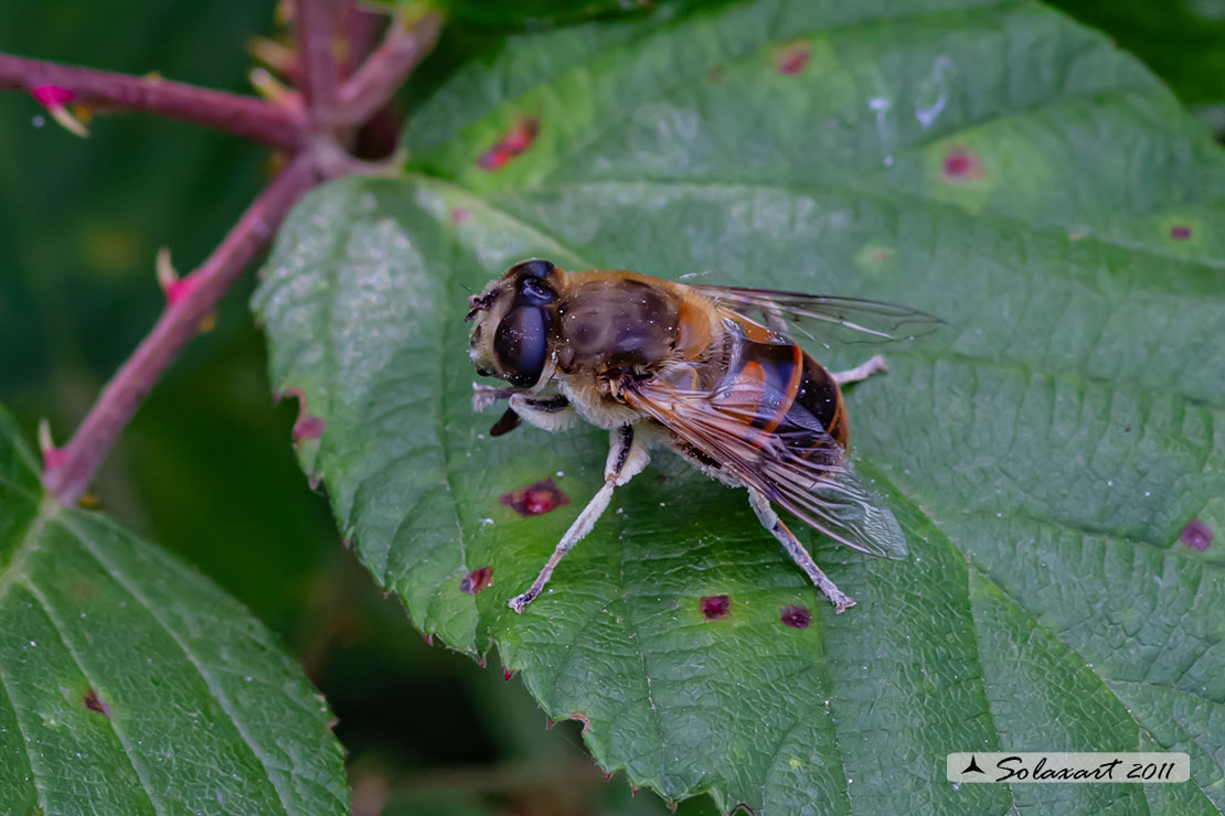 Eristalis (???)