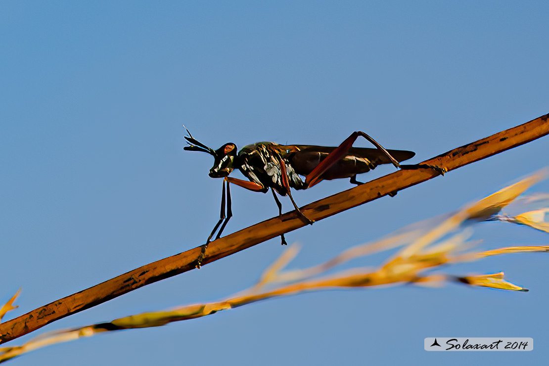 Sepedon sphegea  (????)