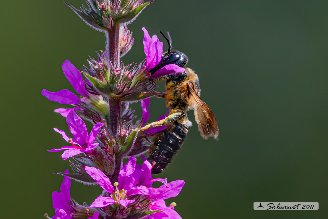 Megachile (  sculpturalis  ??)