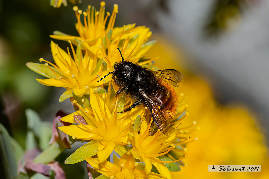 Osmia cornuta femmina? S.