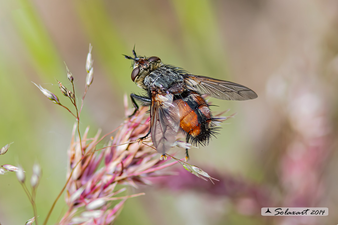 Tachina magnicornis  (??)