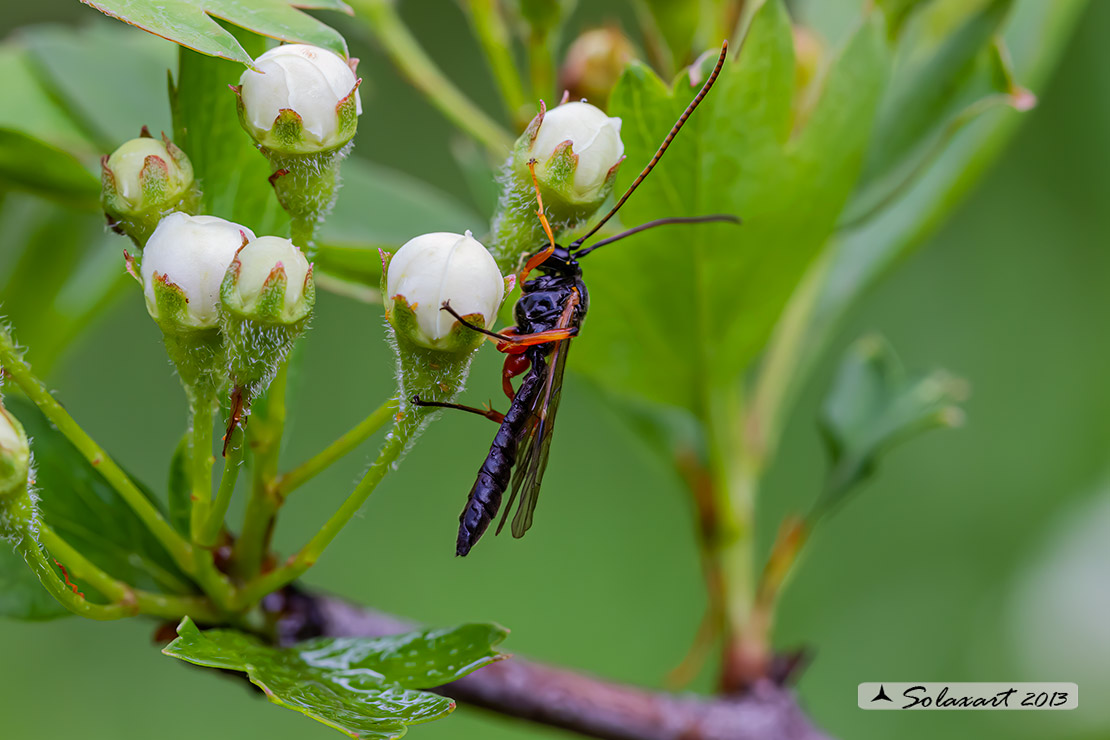 Ichneumonidae: Trogus lapidator ? No, altra specie.